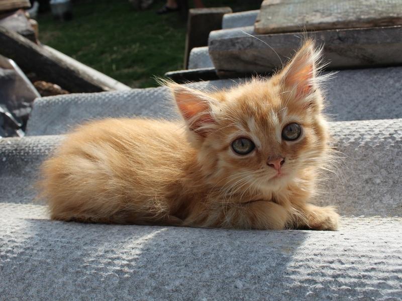 Беларуску наказали за "лишних" котов