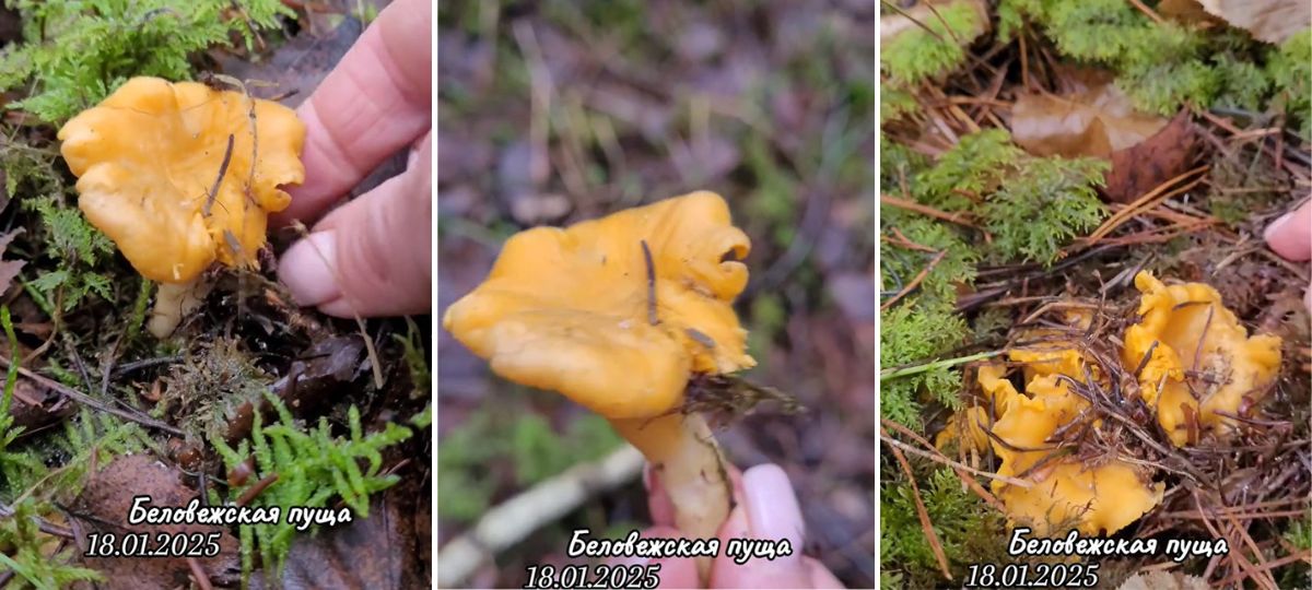 Лисички в Беловежской пуще в январе 2025 года. Коллаж BGmedia