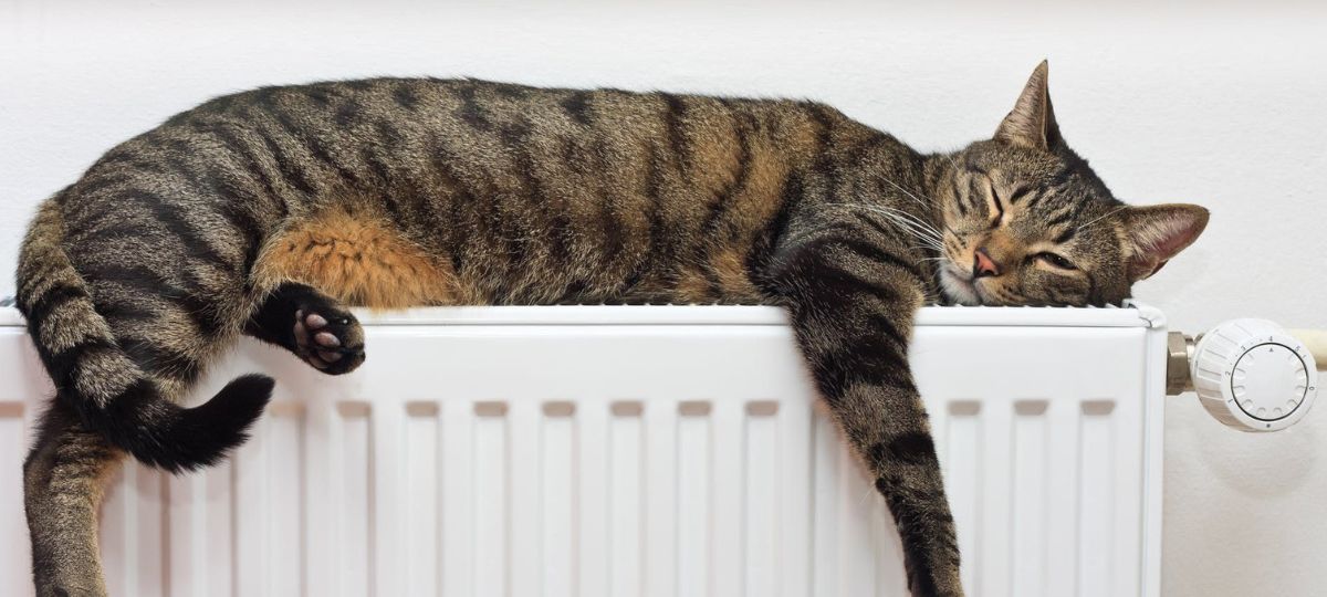 Кот, батарея, тепло