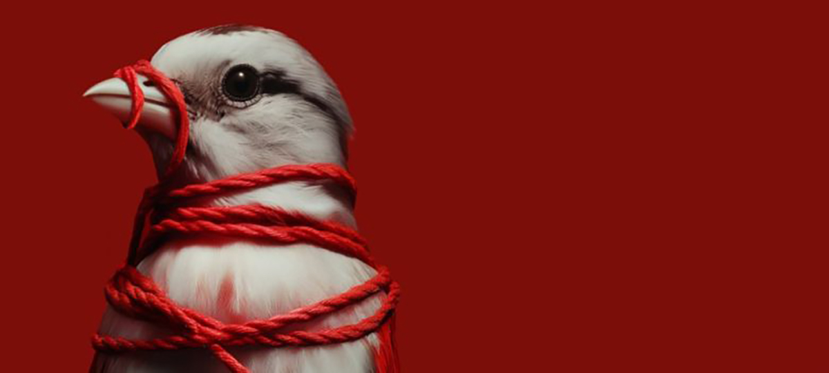 птица с перевязанными крыльями