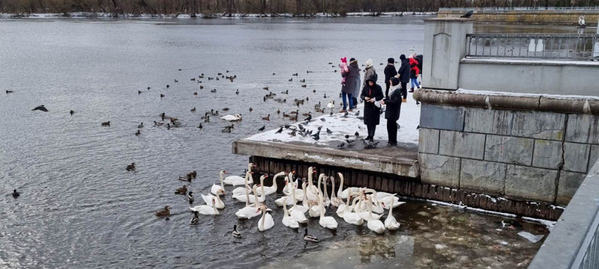 Лебеди, Брест, набережная