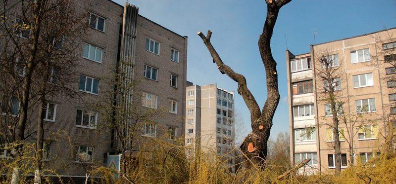 Обрезанная ива на улице Тельмана в Барановичах в 2017 году