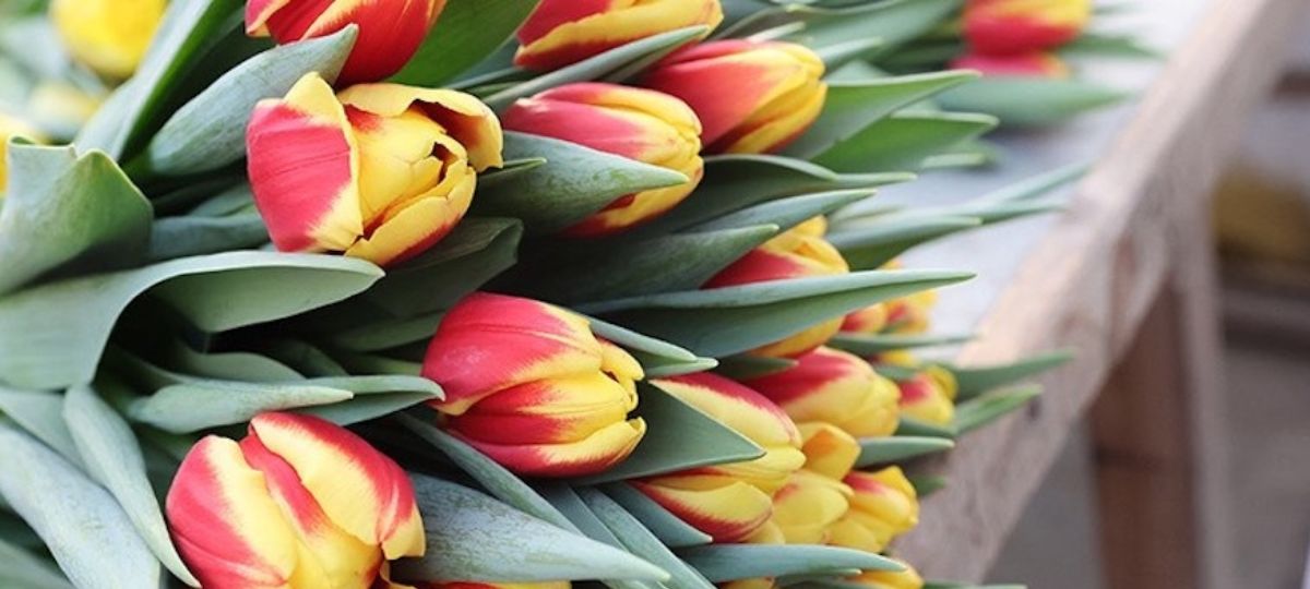 Тюльпаны, прилавок