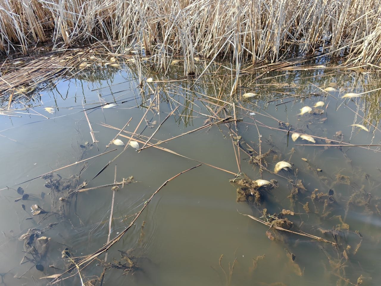 Замор рыбы на озере Погост в Пинском районе