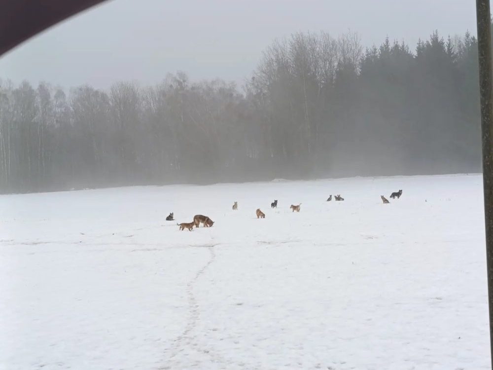 бездомные собаки