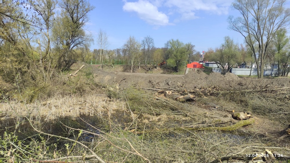 Вырубка деревьев в городе в Бресте.