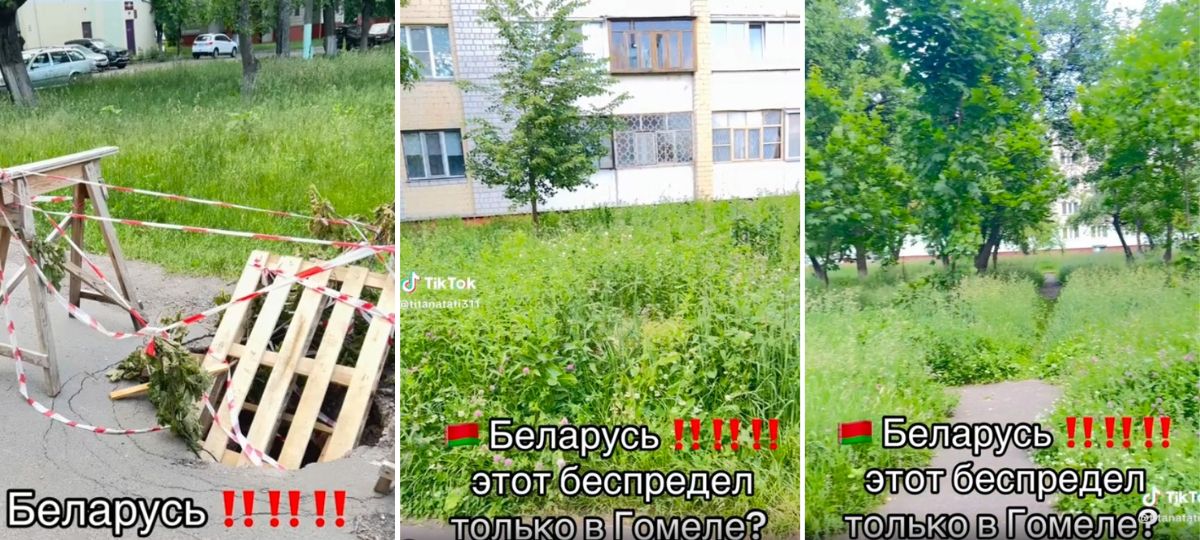 Нескошенная трава возле дома в Гомеле. Коллаж BGmedia